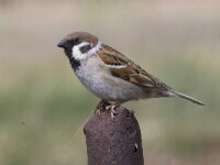Passer montanus 25, Ringmus, Saxifraga-Mark Zekhuis