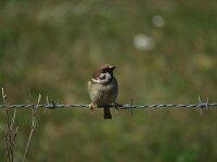 Passer montanus 29, Ringmus, Saxifraga-Henk Sierdsema