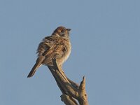 Passer montanus 3, Ringmus, Saxifraga-Luc Hoogenstein