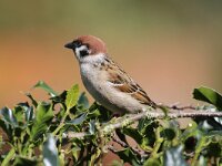 Passer montanus 31, Ringmus, Saxifraga-Henk Baptist