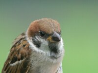 Passer montanus 4, Ringmus, Saxifraga-Luc Hoogenstein