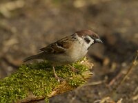Passer montanus 62, Ringmus, Saxifraga-Jan Nijendijk
