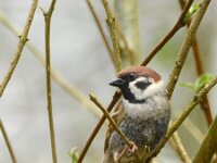 Passer montanus 66, Ringmus, adult, male, Saxifraga-Theo Verstrael
