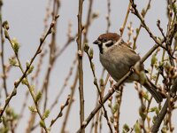 Passer montanus 67, Ringmus, adult, male, Saxifraga-Theo Verstrael