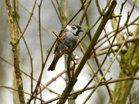 Passer montanus 68, Ringmus, adult, male, Saxifraga-Theo Verstrael
