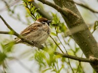 Passer montanus 74, Ringmus, adult, male, Saxifraga-Theo Verstrael