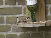 Passer montanus 8, Ringmus, Saxifraga-Willem van Kruijsbergen