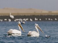 Pelecanus crispus 15, Kroeskoppelikaan, Saxifraga-Mark Zekhuis