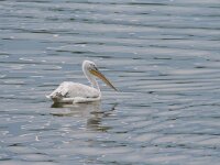 Pelecanus crispus 28, Kroeskoppelikaan, Saxifraga-Dirk Hilbers