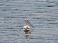 Pelecanus crispus 29, Kroeskoppelikaan, Saxifraga-Dirk Hilbers