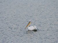 Pelecanus crispus 35, Kroeskoppelikaan, Saxifraga-Dirk Hilbers