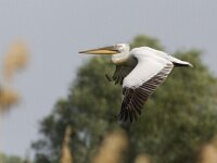 Pelecanus crispus 5, Kroeskoppelikaan, Saxifraga-Mark Zekhuis