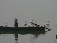Pelecanus crispus 6, Kroeskoppelikaan, Saxifraga-Dirk Hilbers