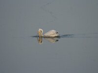 Pelecanus crispus 8, Kroeskoppelikaan, Saxifraga-Dirk Hilbers