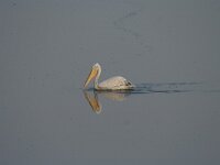Pelecanus crispus 9, Kroeskoppelikaan, Saxifraga-Dirk Hilbers