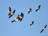 Pelecanus onocrotalus 12, Roze pelikaan, Saxifraga-Bart Vastenhouw
