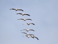 Pelecanus onocrotalus 18, Roze pelikaan, Saxifraga-Henk Baptist