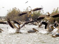 Pelecanus onocrotalus 27, Roze pelikaan, Saxifraga-Bart Vastenhouw