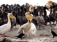 Pelecanus onocrotalus 28, Roze pelikaan, Saxifraga-Bart Vastenhouw
