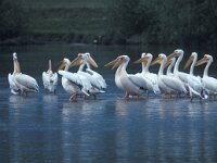 Pelecanus onocrotalus 3, Roze pelikaan, Saxifraga-Ad Wittgen