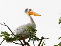 Pelecanus rufescens 1, Kleine pelikaan, Saxifraga-Bart Vastenhouw