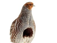 Perdix perdix 33, Patrijs, Saxifraga-Bart Vastenhouw