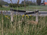 Perdix perdix 39, Patrijs, Saxifraga-Peter Meininger