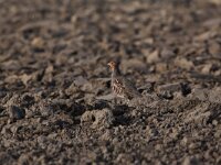 Perdix perdix 42, Patrijs, Saxifraga-Peter Meininger