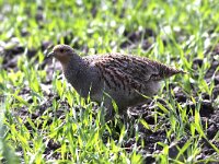 Perdix perdix 44, Patrijs, Saxifraga-Peter Meininger