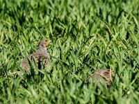 Perdix perdix 50, Patrijs, adult, Saxifraga-Theo Verstrael