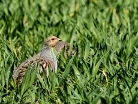 Perdix perdix 51, Patrijs, adult, Saxifraga-Theo Verstrael