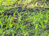 Perdix perdix 52, Patrijs, adult, Saxifraga-Theo Verstrael