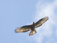 Pernis apivorus 11, Wespendief, Saxifraga-Mark Zekhuis