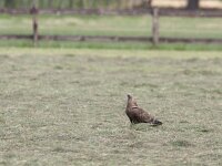 Pernis apivorus 23, male, Wespendief, Saxifraga-Mark Zekhuis