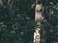 Pernis apivorus 27, Wespendief, male, Saxifraga-Mark Zekhuis