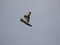 Pernis apivorus 28, Wespendief, Saxifraga-Peter Meininger