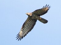 Pernis apivorus 32, Wespendief, female, Saxifraga-Mark Zekhuis