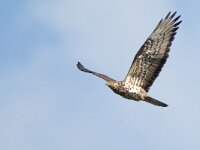 Pernis apivorus 33, Wespendief, female, Saxifraga-Mark Zekhuis