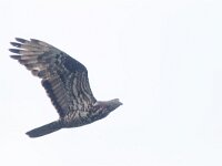 Pernis apivorus 36, Wespendief, male, Saxifraga-Mark Zekhuis