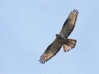 Pernis apivorus 43, Wespendief, Saxifraga-Mark Zekhuis