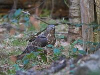 Pernis apivorus 5, Wespendief, Saxifraga-Martin Mollet