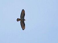 Pernis apivorus 53, Wespendief, Saxifraga-Tom Heijnen