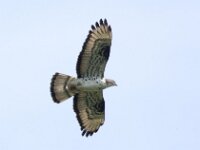 Pernis apivorus 71, Wespendief, adult, Saxifraga-Theo Verstrael