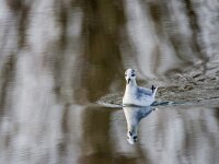 Phalaropus fulicarius 19, Rosse franjepoot, adult, winter plumage, Saxifraga-Theo Verstrael