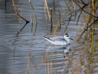 Phalaropus fulicarius 20, Rosse franjepoot, adult, winter plumage, Saxifraga-Theo Verstrael