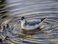 Phalaropus fulicarius 23, Rosse franjepoot, adult, winter plumage, Saxifraga-Theo Verstrael