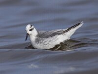 Phalaropus fulicarius 8, Rosse franjepoot, Saxifraga-Mark Zekhuis