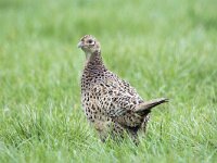 Phasianus colchicus 79, Fazant, adult, female, Saxifraga-Theo Verstrael