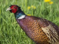 Phasianus colchicus 84, Fazant, adult, male, Saxifraga-Theo Verstrael