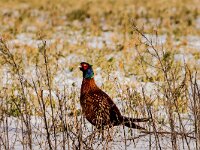 Phasianus colchicus 90, Fazant, adult, male, Saxifraga-Theo Verstrael